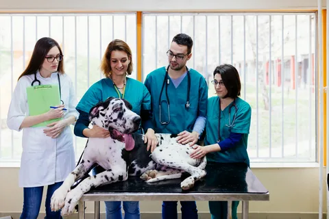 Apply for Veterinary Jobs in USA for Foreigners